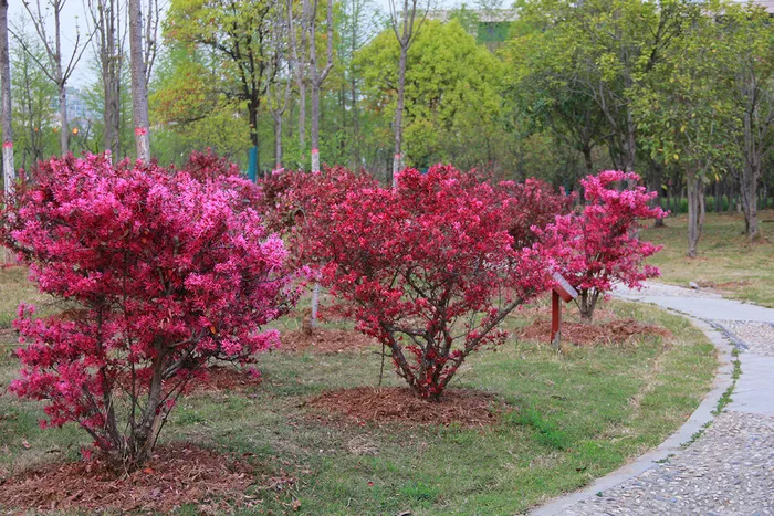 春天红花矮树3棵