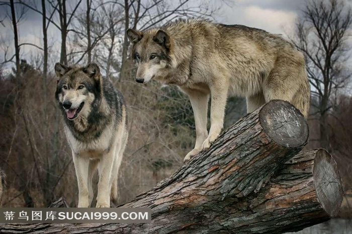 木墩上的两只野狼