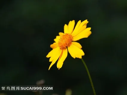 黄色金鸡菊花卉摄影图 黄色金鸡菊花卉摄影图
