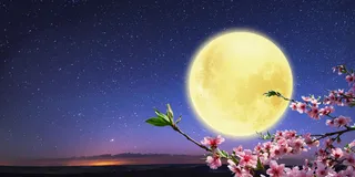 中秋节唯美星空月亮桃花盛开创意展板背景