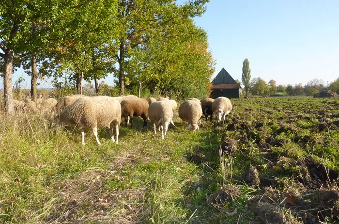 羊白羊牧场动物素材动物实拍