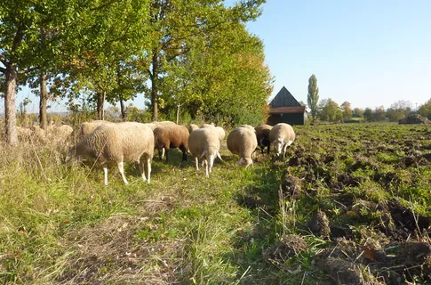 羊白羊牧场动物素材动物实拍