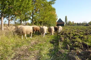 羊白羊牧场动物素材动物实拍