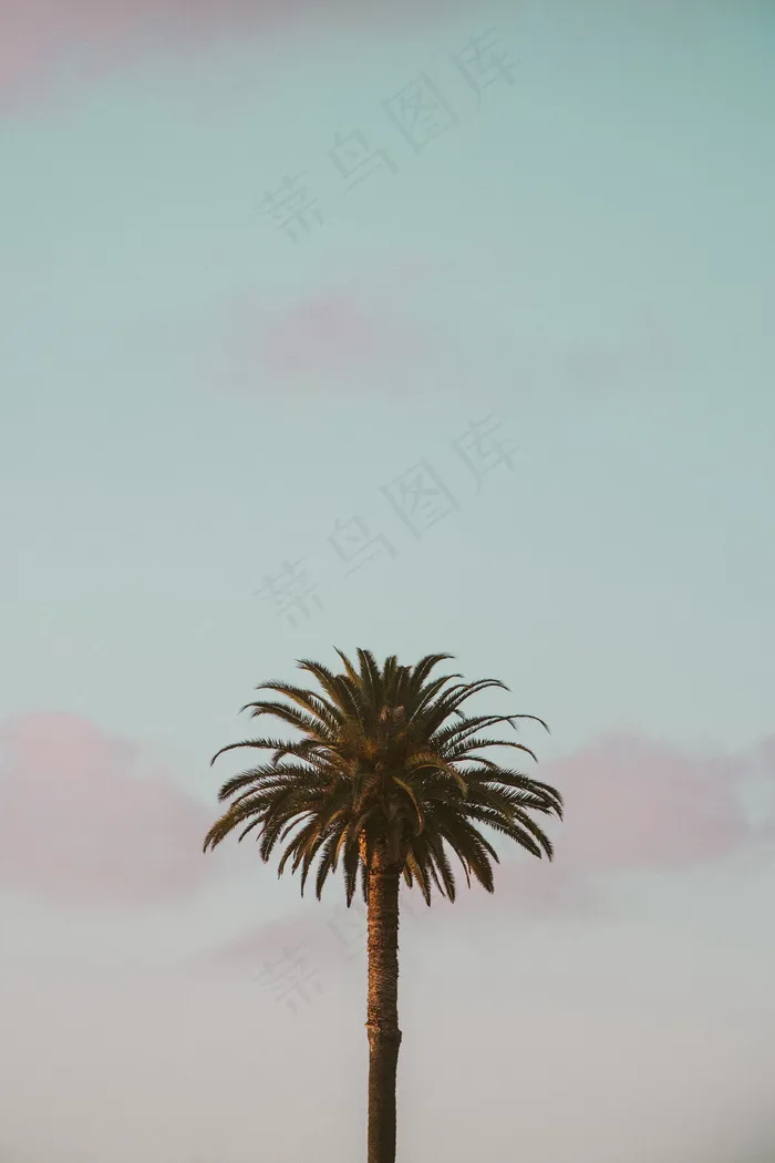 一棵椰子树特写图片