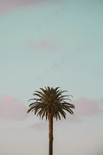 一棵椰子树特写图片 一棵椰子树特写图片