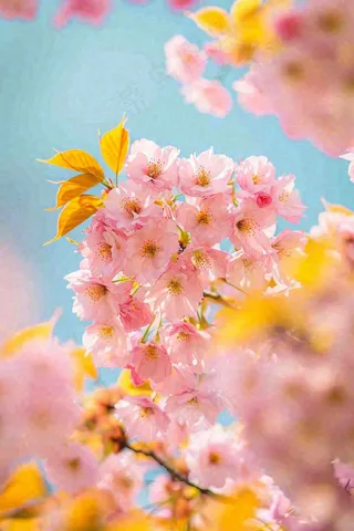 春天蓝天清新粉红桃花花朵树枝嫩叶，立春摄影图