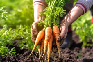 蔬菜农民手捧着刚拔出来的胡萝卜摄影图