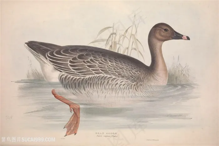 高清欧洲鸟彩绘插画