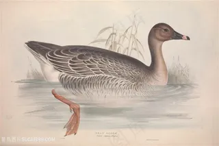 高清欧洲鸟彩绘插画