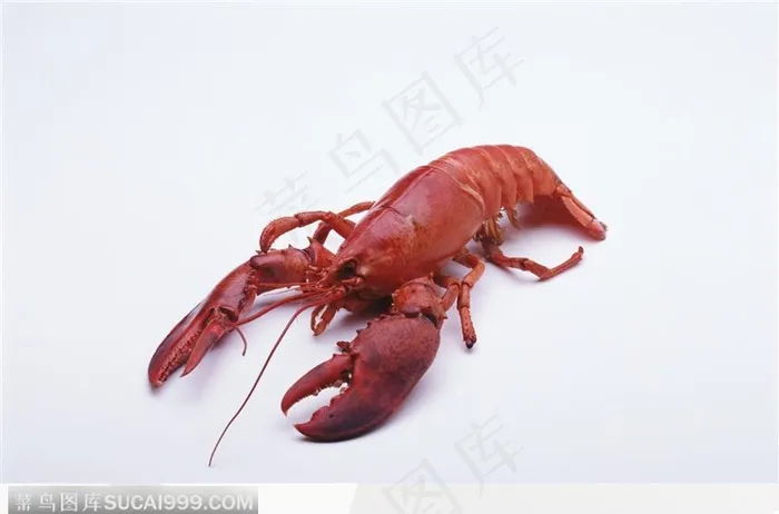 龙虾