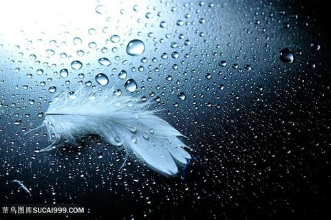 高清水珠与羽毛艺术摄影图片