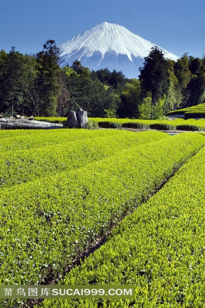 日本富士山与树木茶园风光摄影高清图片