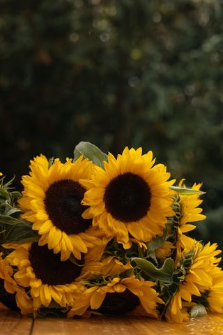 黄色向日葵摄影素材