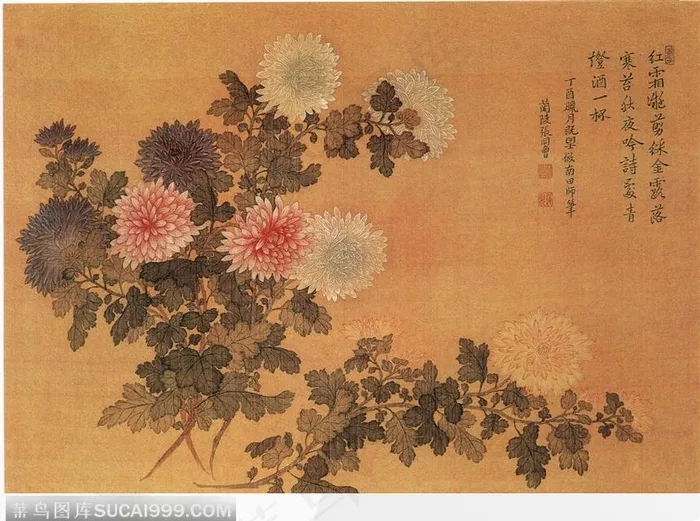 菊花齐放图