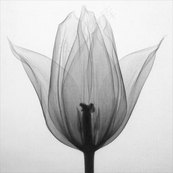 透明花束唯美艺术插画