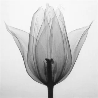 透明花束唯美艺术插画 透明花束唯美艺术插画