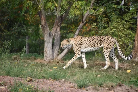 树林野生猎豹图片 树林野生猎豹图片