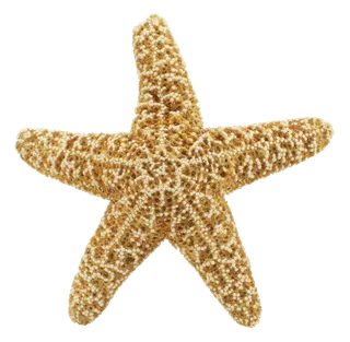 海星贝壳派大星