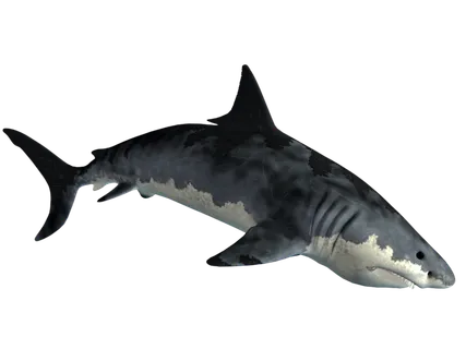 鲨鱼PNG免扣素材海洋世界大海海底