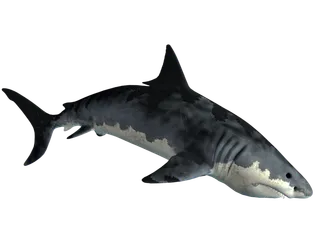 鲨鱼PNG免扣素材海洋世界大海海底