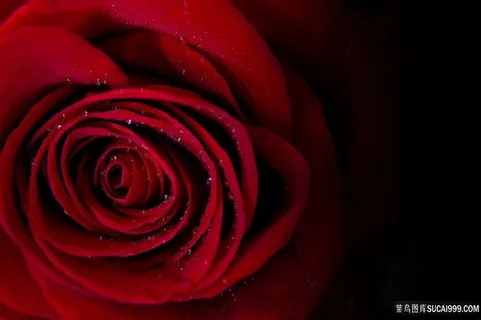 美丽玫瑰花朵植物