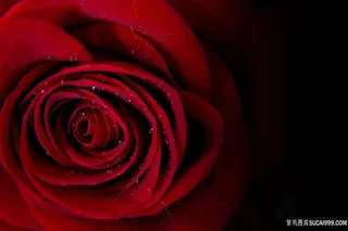 美丽玫瑰花朵植物