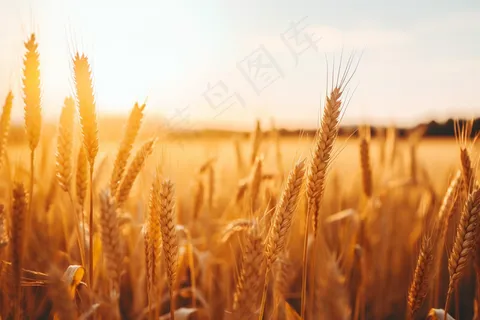 金黄小麦麦田成熟摄影图