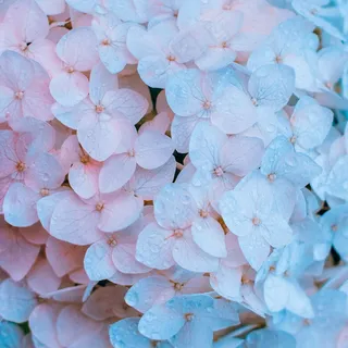 唯美绣球花特写图片 唯美绣球花特写图片