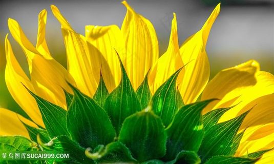 高清向日葵花瓣特写摄影图片