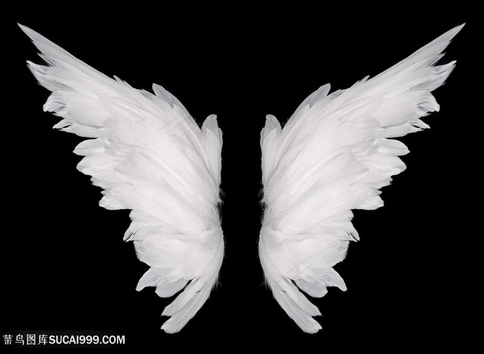 美丽翅膀高清图片