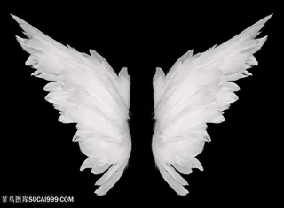 美丽翅膀高清图片