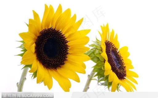 两朵向日葵