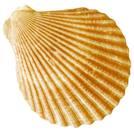 海螺 PNG免抠(600x590)