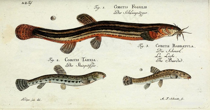 花泥鳅鱼海报图片