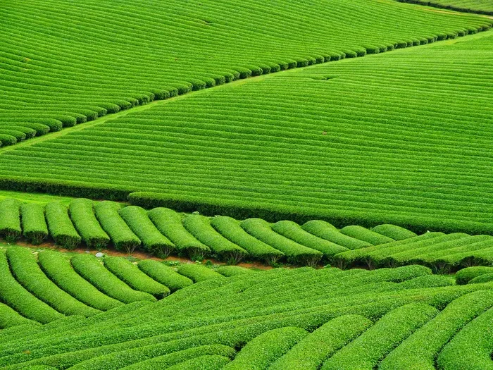 绿油油的茶园图片