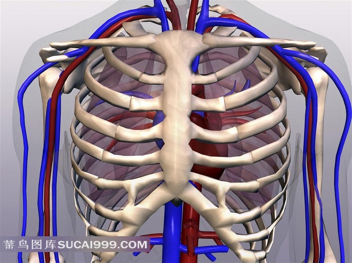 胸腔人体骨骼素材
