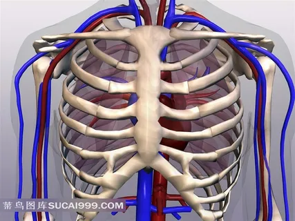 胸腔人体骨骼素材