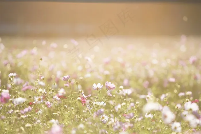 唯美花海摄影图片