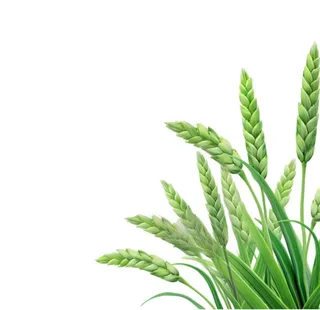 绿色小麦麦穗免抠