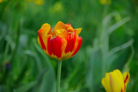 彩色郁金香图片