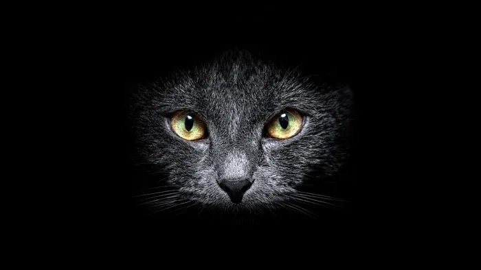黑暗中的小猫
