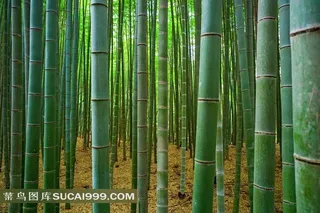 杭州竹林旅游风景