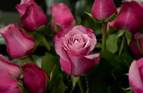 玫瑰花花蕾图片 玫瑰花花蕾图片