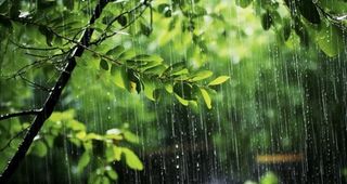 下雨天树叶绿色背景