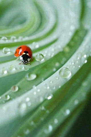 春夏雨天雨水七星瓢虫叶子，昆虫，小暑大暑白露雨水谷雨摄影图