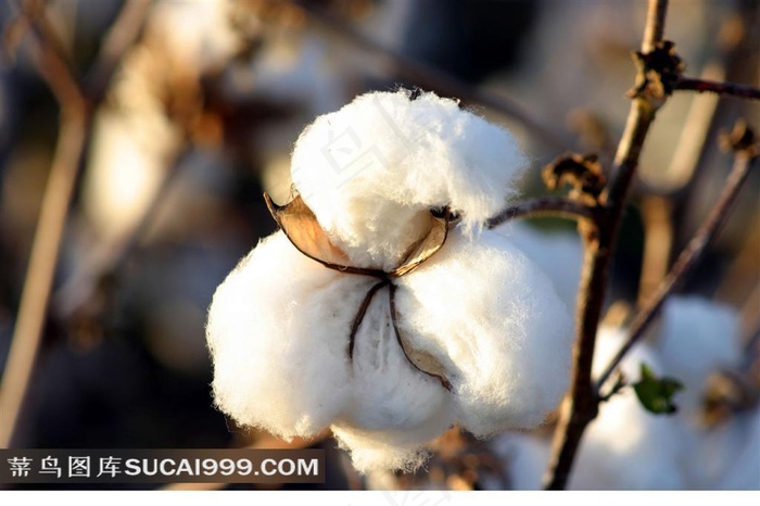挂在枝头为采摘的棉花特写