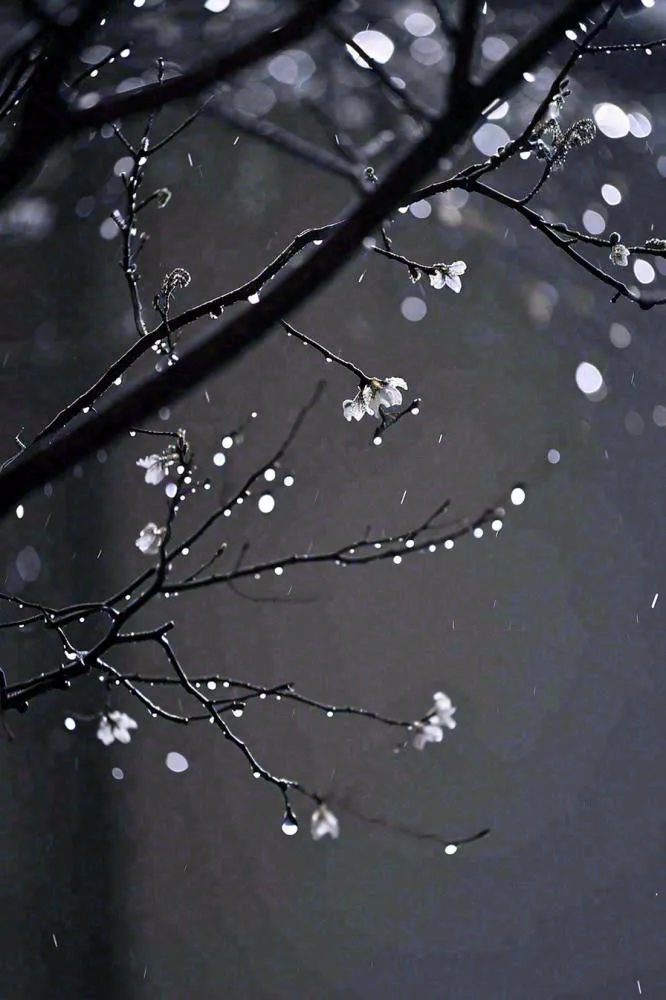冬天雪花枝叶植物简约意境，冬季小雪大雪冬至摄影图(896x1344)