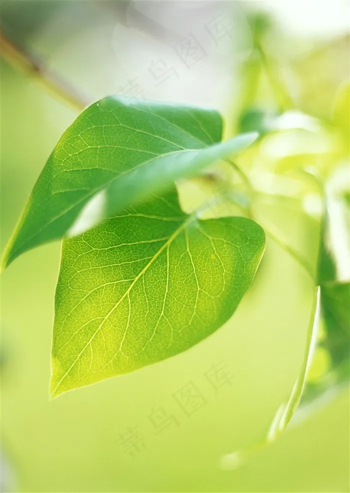 树木风景美丽风景图片素材