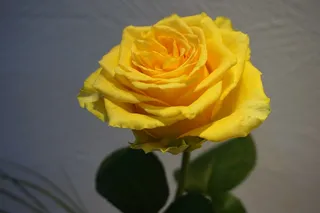 黄色玫瑰花特写图片