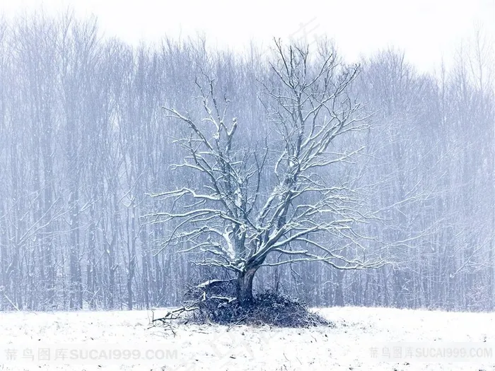 冬季森林雪景图片